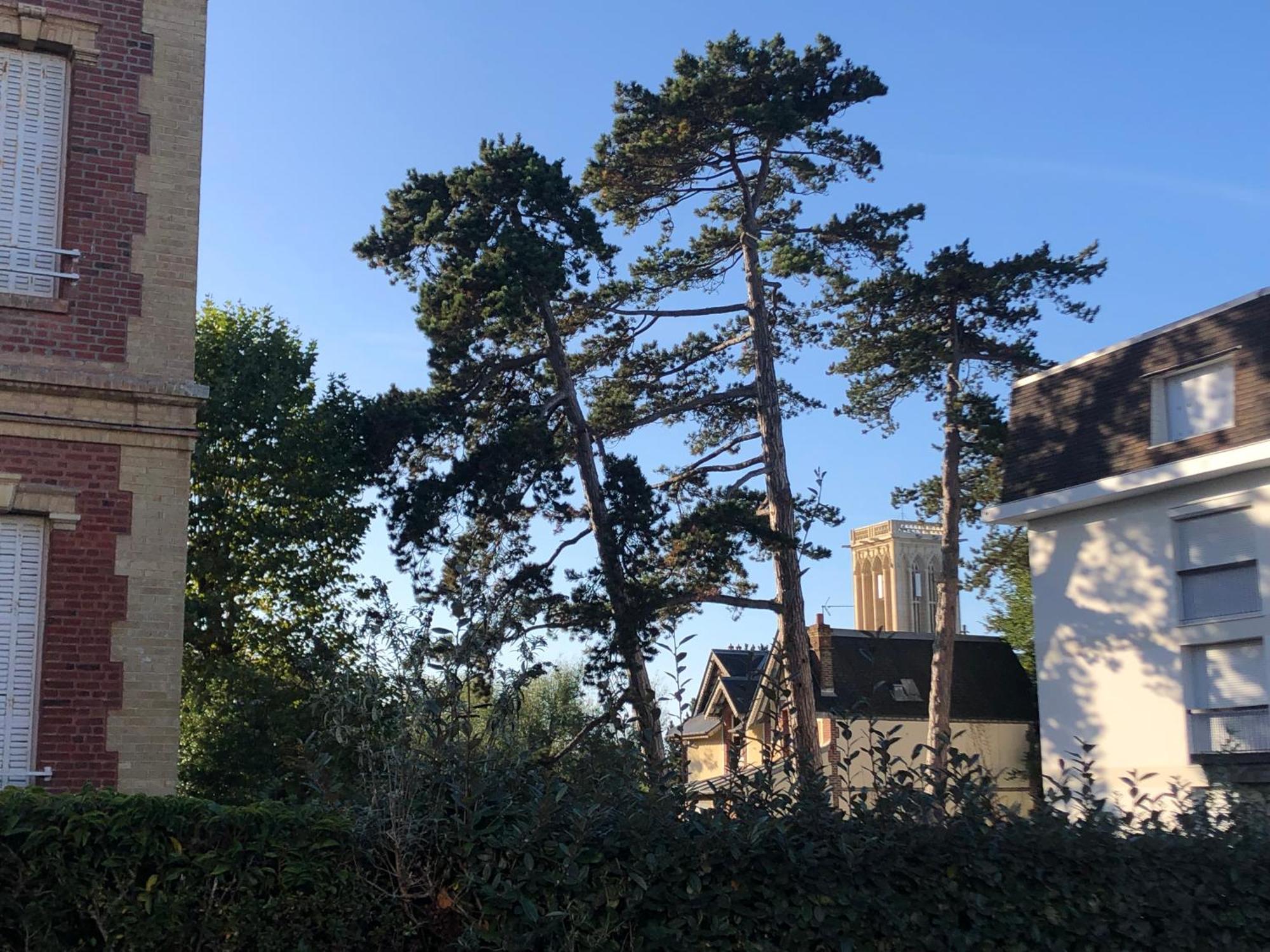 Les Pins Penches Leilighet Villers-sur-Mer Eksteriør bilde